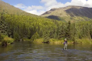 Fly Fisherman Casting For Dolly Varden Quartz Creek Kenai Peninsula Alaska Fall Fly Fisherman Casting For Dolly Varden Quartz Creek Kenai Peninsula Alaska Fall