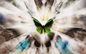 Flying Insect Gallery: Focus On A Green Butterfly With Images Of Butterflies Surrounding It