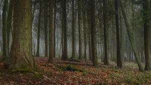 A thin fog lingers in a forest of evergreen trees; Brighton, East Sussex, England A thin fog lingers in a forest of evergreen trees; Brighton, East Sussex, England