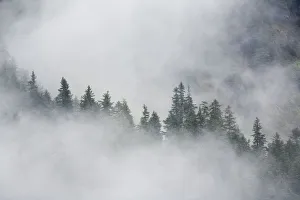 Fog Rises Among The Trees On Fox Island. Kenai Fjords. Summer Kenai Peninsula Alaska Fog Rises Among The Trees On Fox Island. Kenai Fjords. Summer Kenai Peninsula Alaska