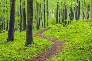 Footpath through spring beech forest with lush green foliage. Hainich National Park, Thuringia, Germany Footpath through spring beech forest with lush green foliage. Hainich National Park, Thuringia, Germany