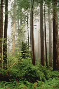 Forest Prairie Creek Redwoods State Park California, USA Forest Prairie Creek Redwoods State Park California, USA