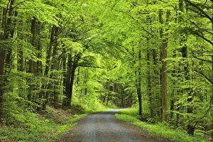 Forest Road in Spring, Miltenberg, Miltenberg-District, Churfranken, Franconia, Bavaria, Germany Forest Road in Spring, Miltenberg, Miltenberg-District, Churfranken, Franconia, Bavaria, Germany