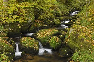 Forest Stream, Triberg im Schwarzwald, Schwarzwald-Baar, Black Forest, Baden-Wurttemberg, Germany Forest Stream, Triberg im Schwarzwald, Schwarzwald-Baar, Black Forest, Baden-Wurttemberg, Germany