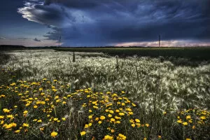 Images Dated 29th July 2007: Foxtails And Wildflowers On The Edge Of A Wheatfield Under Storm Clouds North Of Edmonton, Alberta