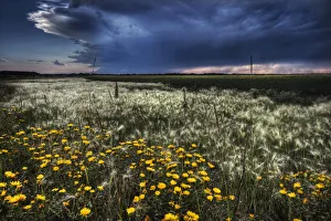 Foxtails And Wildflowers On The Edge Of A Wheatfield Under Storm Clouds North Of Edmonton, Alberta Foxtails And Wildflowers On The Edge Of A Wheatfield Under Storm Clouds North Of Edmonton, Alberta