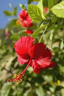 Images Dated 15th May 2005: French Polyesia, Tahiti, Huahine, Focus On Bright Red Hibiscus On Flower Bush