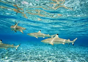 Images Dated 25th May 2006: French Polynesia, Rangiroa, Blue Lagoon, Blacktip Reff Shark (Carcharhinus Melanopterus)