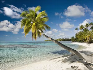 French Polynesia, Tahiti, Tuamotu Islands, Rangiora, Palm Tree On The Beach