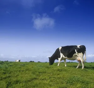 Friesian Cow Grazing In A Field, Republic Of Ireland Friesian Cow Grazing In A Field, Republic Of Ireland