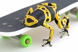 Images Dated 1st October 2004: Frog On A Skateboard
