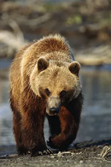 Frontal View Of Brown Bear Sc Alaska Summer Captive Big Game Alaska Frontal View Of Brown Bear Sc Alaska Summer Captive Big Game Alaska