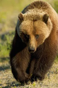 Frontal View Of Grizzly Walking In Meadow Canada Spring Yukon Territory Alsek-Tatshenshini Wilderness Area Frontal View Of Grizzly Walking In Meadow Canada Spring Yukon Territory Alsek-Tatshenshini Wilderness Area