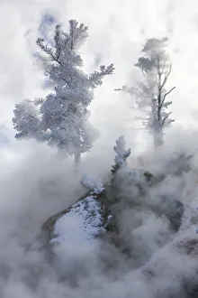 Frost covered conifers in the mist, Mammoth Hot Springs, YNP, Wyoming, USA Frost covered conifers in the mist, Mammoth Hot Springs, YNP, Wyoming, USA
