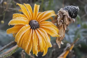 Frost Covers The Flowers; Astoria, Oregon, United States Of America Frost Covers The Flowers; Astoria, Oregon, United States Of America