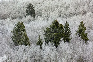 Frosted evergreen trees amongst a hillside of frosted deciduous trees; Calgary, Alberta, Canada Frosted evergreen trees amongst a hillside of frosted deciduous trees; Calgary, Alberta, Canada