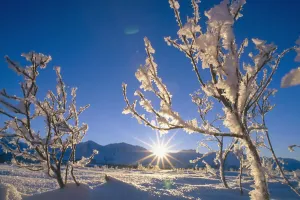 Frosted Trees Backlit @ Sunrise On Broad Pass Sc Ak Winter Frosted Trees Backlit @ Sunrise On Broad Pass Sc Ak Winter