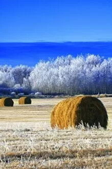 Images Dated 4th January 2006: Frosty Hay Bales