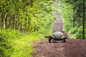 Galapagos giant tortoise crosses straight dirt road Galapagos giant tortoise crosses straight dirt road