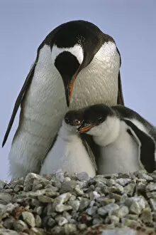 Images Dated 1st May 2006: Gentoo Penguin Parent & Chicks Huddled Together / Nnew Island Falkland Islands