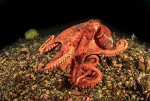 Giant Pacific Octopus, Enteroctopus dolfleini, British Columbia, Canada Giant Pacific Octopus, Enteroctopus dolfleini, British Columbia, Canada