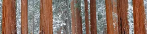 Giant Sequoia Trees, Sequoia National Park, California Giant Sequoia Trees, Sequoia National Park, California