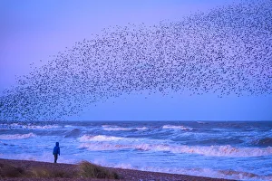 Girl on beach watching murmuration of starlings at dusk, RSPB Reserve Minsmere; Suffolk, England, United Kingdom Girl on beach watching murmuration of starlings at dusk, RSPB Reserve Minsmere; Suffolk, England, United Kingdom