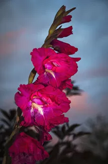 Images Dated 12th August 2013: Gladiolus Blooms In A Garden At Dusk; Astoria, Oregon, United States Of America