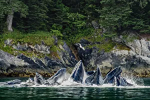 Glaucous-wing Gull over Humpback Whales bubble-net feeding, Chatham Strait, Alaska, USA Glaucous-wing Gull over Humpback Whales bubble-net feeding, Chatham Strait, Alaska, USA