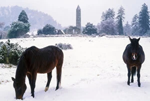 Images Dated 31st July 2007: Glendalough, Co Wicklow, Ireland; Horses With Saint Kevins Monastic Site In The Distance