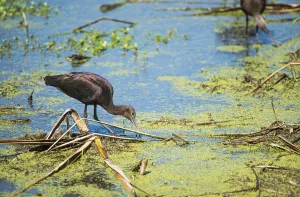 A Glossy Ibis (Plegadis Falcinellus) Searches For Prey In A Marsh; Vian, Oklahoma A Glossy Ibis (Plegadis Falcinellus) Searches For Prey In A Marsh; Vian, Oklahoma