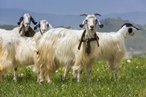 Goats in Meadow near Palazzo Adriano, Sicily, Italy Goats in Meadow near Palazzo Adriano, Sicily, Italy