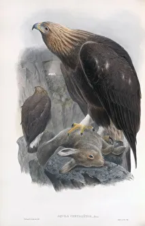 Golden Eagle. Aquila chrysaetos. After a work by English ornitholgist and bird artist John Gould, 1804 - 1881 Golden Eagle. Aquila chrysaetos. After a work by English ornitholgist and bird artist John Gould, 1804 - 1881