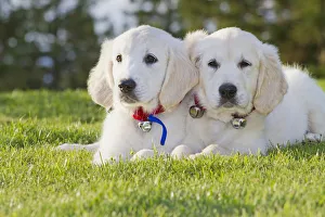 Two Golden Retriever puppies laying together in park Two Golden Retriever puppies laying together in park