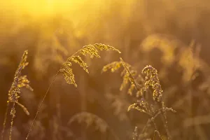 Golden Sunlight Illuminating Tall Grasses, Kachemak Bay; Homer, Alaska, United States Of America Golden Sunlight Illuminating Tall Grasses, Kachemak Bay; Homer, Alaska, United States Of America