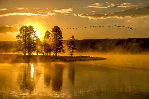 Golden sunrise and Canada geese flying above the Hayden Valley, YNP, Wyoming, USA Golden sunrise and Canada geese flying above the Hayden Valley, YNP, Wyoming, USA