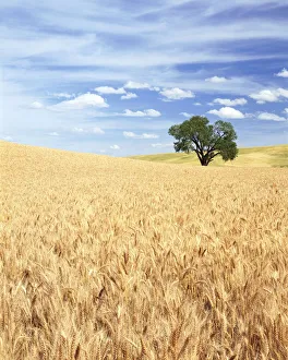 Cash Crop Gallery: Golden wheat field with a lone tree in the middle