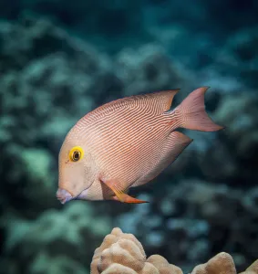 Goldring Surgeonfish (Ctenochaetus Strigosus) Near Kona; Island Of Hawaii, Hawaii Goldring Surgeonfish (Ctenochaetus Strigosus) Near Kona; Island Of Hawaii, Hawaii