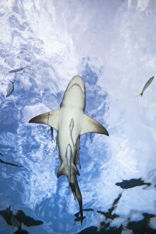 Images Dated 16th January 2010: Grand Bahamas, West End, Lemon Shark (Negaprion Brevirostris) Underwater With Remoras