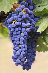 Grapes (Merlot Red Wine Variety) Growing On The Vine In Okanagan Valley; Osoyoos Grapes (Merlot Red Wine Variety) Growing On The Vine In Okanagan Valley; Osoyoos