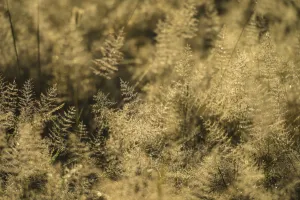 Grass With Dew On It At Dawn, Liwonde National Park; Malawi Grass With Dew On It At Dawn, Liwonde National Park; Malawi