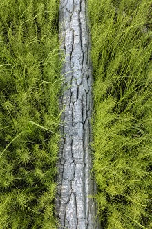 Density Gallery: Grassy plants and a log in a field in summer, Lower Yukon River, Mountain Village, Alaska, USA