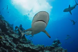 Gray Reef Sharks (Carcharhinus Amblyrhynchos) And Divers At A Dive Site Named Vertigo, Off The Island Of Yap; Yap Gray Reef Sharks (Carcharhinus Amblyrhynchos) And Divers At A Dive Site Named Vertigo, Off The Island Of Yap; Yap