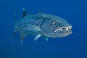 Great Barracuda, Sphyraena barracuda, Hawaii, USA Great Barracuda, Sphyraena barracuda, Hawaii, USA