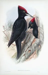 Great Black Woodpecker. Dryocopus martius. After a work by English ornitholgist and bird artist John Gould, 1804 - 1881 Great Black Woodpecker. Dryocopus martius. After a work by English ornitholgist and bird artist John Gould, 1804 - 1881