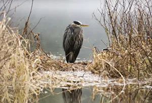 Great Blue Heron Stands In The Reeds At The Edge Of Ward Lake In Ketchikan, Alaska Great Blue Heron Stands In The Reeds At The Edge Of Ward Lake In Ketchikan, Alaska