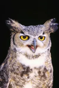 Great Horned Owl (Bubo Virginianus), Closeup Portrait Great Horned Owl (Bubo Virginianus), Closeup Portrait