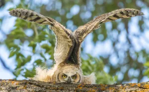 Great horned owl, owlet with its wings raised in the air, YNP, USA Great horned owl, owlet with its wings raised in the air, YNP, USA