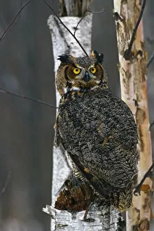 Images Dated 22nd May 2000: Great Horned Owl Perched Captive