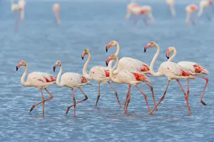 Greater Flamingos (Phoenicopterus roseus), Saintes-Maries-de-la-Mer, Parc Naturel Regional de Camargue Greater Flamingos (Phoenicopterus roseus), Saintes-Maries-de-la-Mer, Parc Naturel Regional de Camargue
